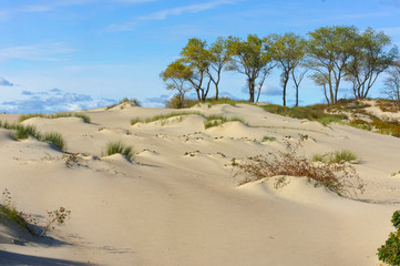 Young trees on the sea sand. Sand dunes.