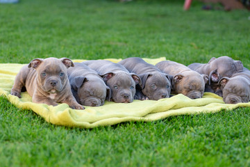 American bulli puppies fall asleep on a grass rug in a park.