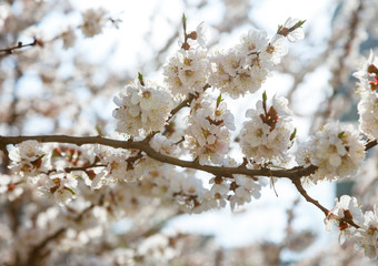 Blossoming cherry trees in spring. Sakura branches with sunlight. Nature background	