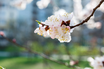 Blossoming cherry trees in spring. Sakura branches with sunlight. Nature background	