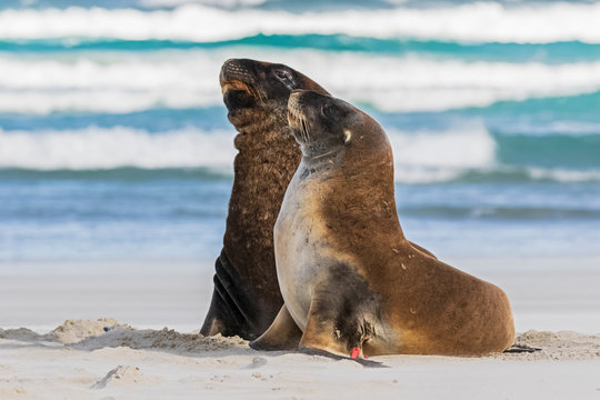 New Zealand, Dunedin, New Zealand sea lions (Phocarctos hookeri) mating on Allans Beach