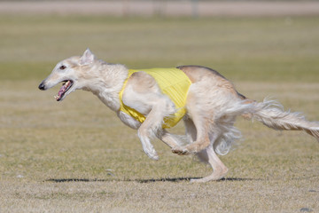 Obraz na płótnie Canvas Russian Borzoi dog on a lure course