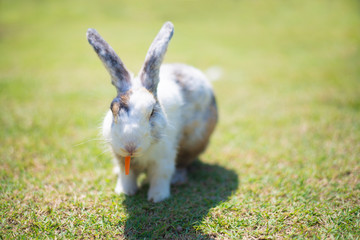 Little rabbit on green grass field.