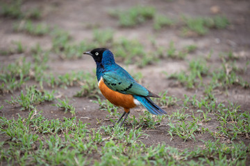 Superb Starling, bird