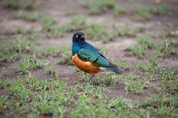 SUPERB STARLING,bird
