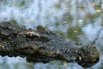 Aligator Crocodile in the mossy swamp.