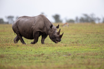 Obraz premium Rhinocéros noir