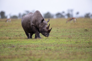 Rhinoc&eacute;ros noir, on a rainy day