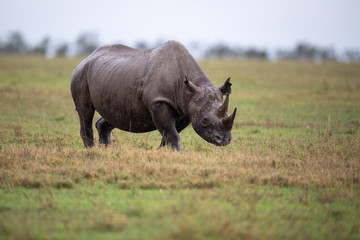 Obraz premium Rhinocéros noir, on a rainy day