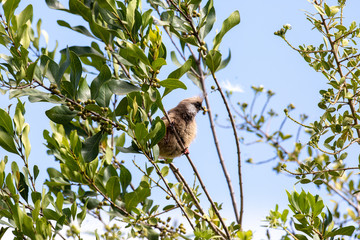 Speckled Mousebird