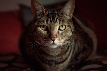 Indoor portrait of tabby cat. Big green eyes.