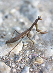 Close-up of a brown praying mantis resting on the ground