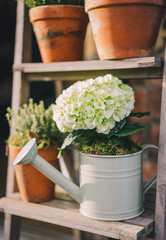 Flowers in Florist Shop with bouquets, potted plants and garden accessories