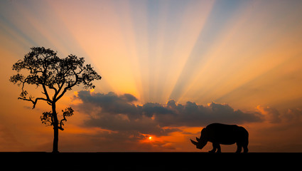 Amazing sunset and sunrise.Panorama silhouette tree in africa with sunset.Tree silhouetted against a setting sun.Dark tree on open field dramatic sunrise.Safari theme.Giraffes , Lion , Rhino.