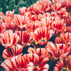 Fototapeta premium Close up of blooming flowerbeds of blossoming tulips during spring. Public flower garden, Netherlands.