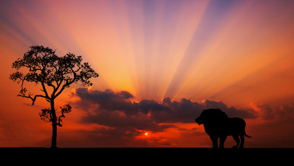 Naklejka na ściany i meble Amazing sunset and sunrise.Panorama silhouette tree in africa with sunset.Tree silhouetted against a setting sun.Dark tree on open field dramatic sunrise.Safari theme.Giraffes , Lion , Rhino.