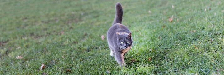 a domestic cat outsides panorama