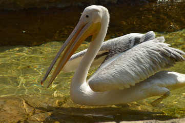Isolated white Pelican in zoo in Africa