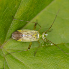 Bug Adelphocoris quadripunctatus in nature. Capsid bug, also called mirid bug, Adelphocoris quadripunctatus.
