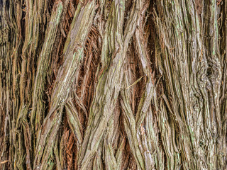 detail of huge redwood trees at  Hamurana Springs, Rotorua, New Zealand