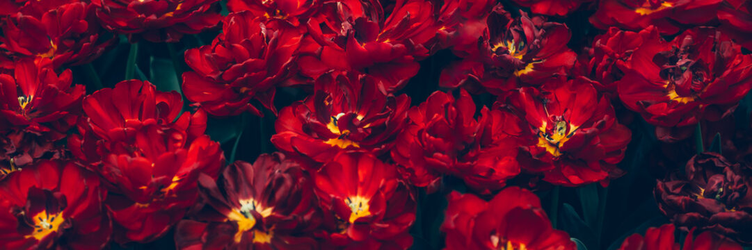 Close up of blooming flowerbeds of amazing parrot red tulips during spring. Public flower garden, Netherlands.