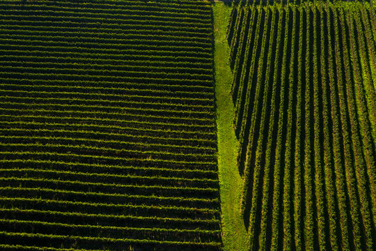 Foto de drone de detalhe de vinhedos em regi&atilde;o do vale dos vinhos em Garibaldi  