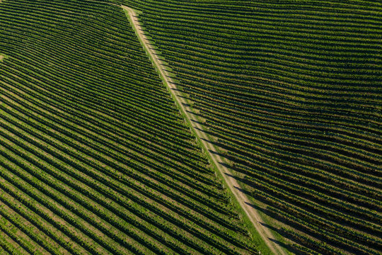 Foto de drone de detalhe de vinhedos em regi&atilde;o do vale dos vinhos em Garibaldi 