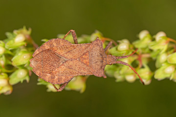 Coreus marginatus is a herbivorous species of true bug in the family Coreidae.
