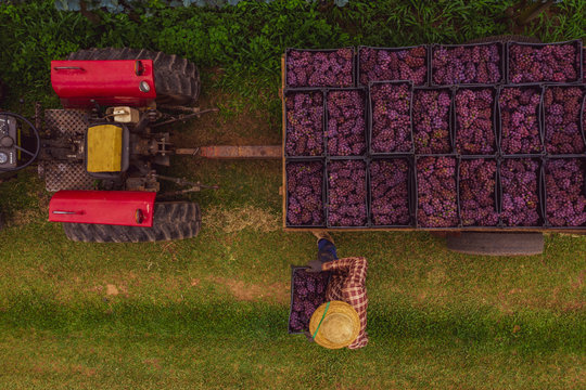 Produtor carrega trator com  uvas bord&ocirc; utilizada para produ&ccedil;&atilde;o de sucos de uva em propriedade rural familiar. 