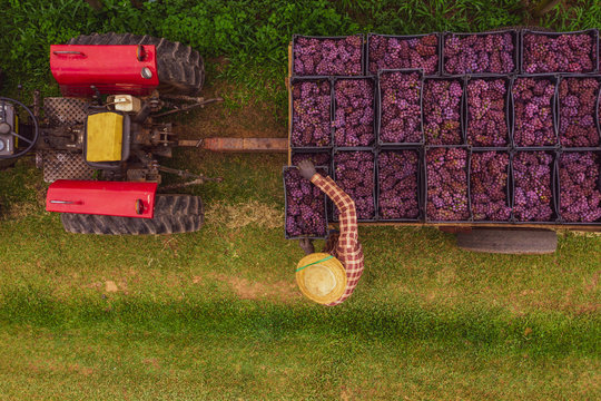  Produtor carrega trator com  uvas bord&ocirc; utilizada para produ&ccedil;&atilde;o de sucos de uva em propriedade rural familiar. 