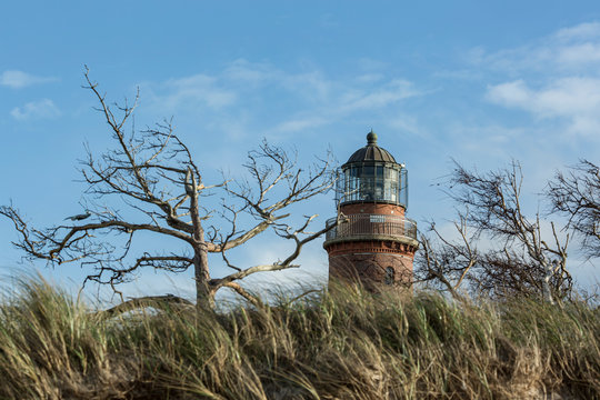 Germany, Mecklenburg-West Pomerania, Prerow, Grass and bare trees in front of?Darsser Ort Natureum lighthouse