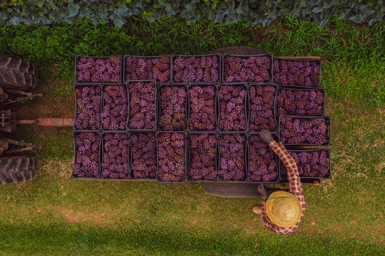  Produtor carrega trator com  uvas bord&ocirc; utilizada para produ&ccedil;&atilde;o de sucos de uva em propriedade rural familiar.        