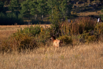 Bull Elk almost camouflaged