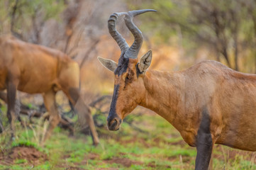 Red hartebeest (Alcelaphus buselaphus caama or Alcelaphus caama) grazing in a nature game South Africa