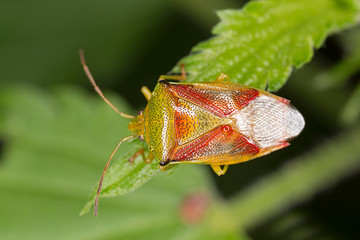 The birch shieldbug (Elasmostethus interstinctus) [2] is species of shield bug in the Acanthosomatidae family.
