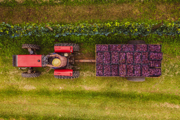 Produtor carrega trator com uvas bordô utilizada para produção de sucos de uva em propriedade rural familiar.            