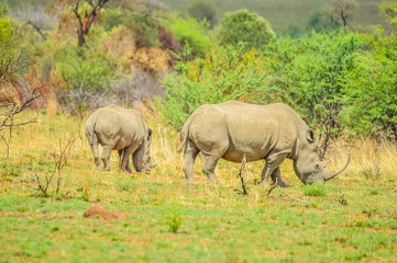 Fototapeta premium Endangered Rhino mother and young baby calf in a game reserve in South Africa