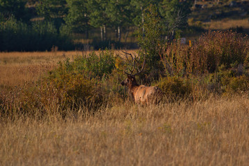 Bull Elk in the fall