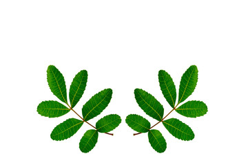 Fototapeta premium Green leafs isolate on white background.Olive leaves.