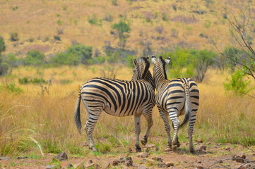 Obraz premium Cape Burchell's Zebra in savannah in South Africa