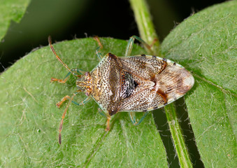Elasmucha grisea, common name parent bug, is a species of shield bugs or stink bugs belonging to...
