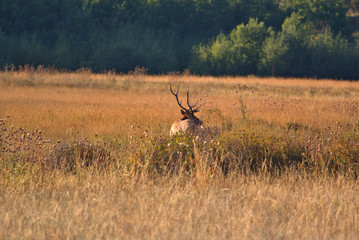 Bull Elk in the fall