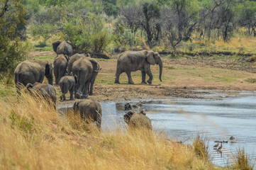 Fototapeta na wymiar A big herd of elephants drinking water in a game reserve in Africa