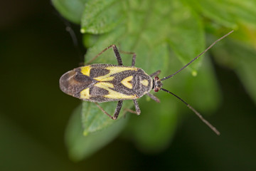 Grypocoris sexguttatus is a species of true bugs belonging to the family Miridae