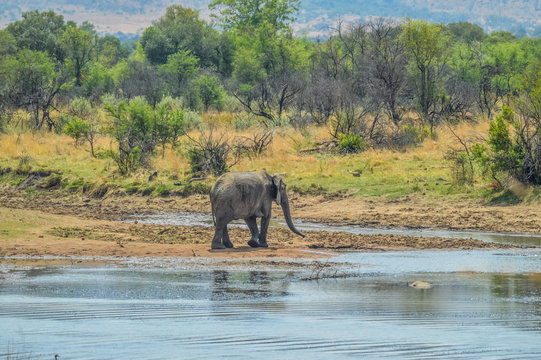 A lone isolated elephaant drinking water from a waterhole in hot summer