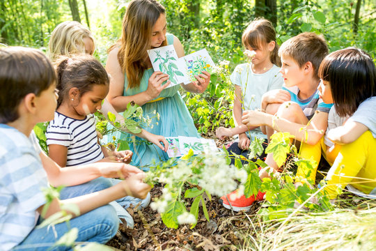 School children learning to recognize plants in nature
