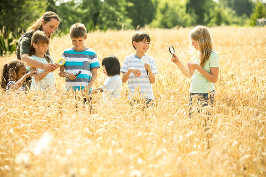 Children examining wheat field with their techer, using magnifying glasses