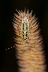  Stenotus binotatus is a species of plant bug of the Miridae family. 