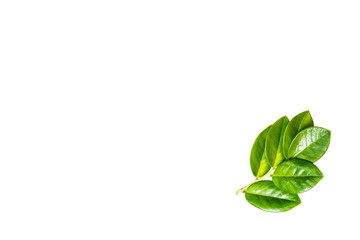 Green leafs isolate on white background.
