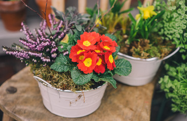 Flowers in Florist Shop with bouquets, potted plants and garden accessories